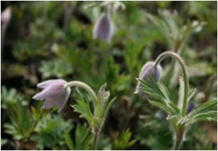 분홍할미꽃(미나리아재비과)